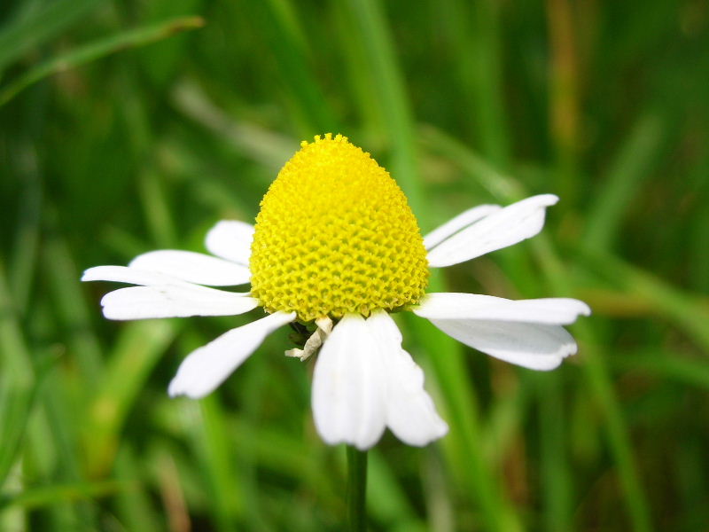 Matricaria chamomilla / Camomilla comune